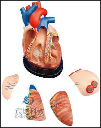 中型心脏解剖模型