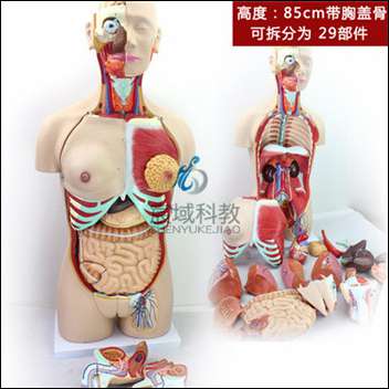 人体器官系统解剖模型85CM(29件)