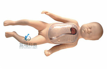 CY-L69D 新生儿外周中心静脉插管模型