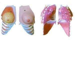 CY-LY1150 女性乳房解剖模型