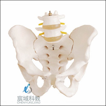 CY-XC128 骨盆带二节腰椎模型(自然大)