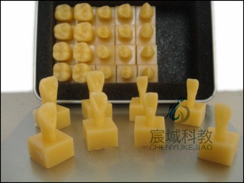 无根有座牙体模型（1.2倍）
