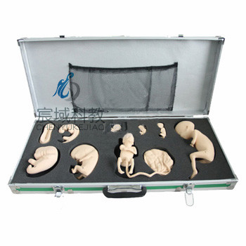 CY-FT336 高级胚胎发育过程模型