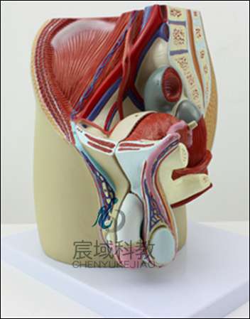 男性盆腔正中矢状切模型(4部件)