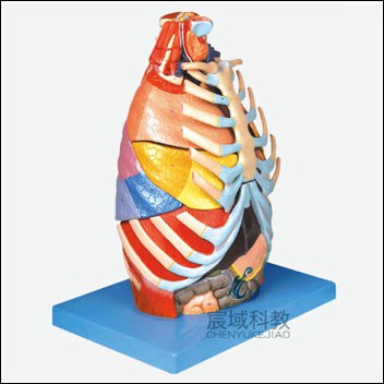 CY-A13016 胸腔解剖模型