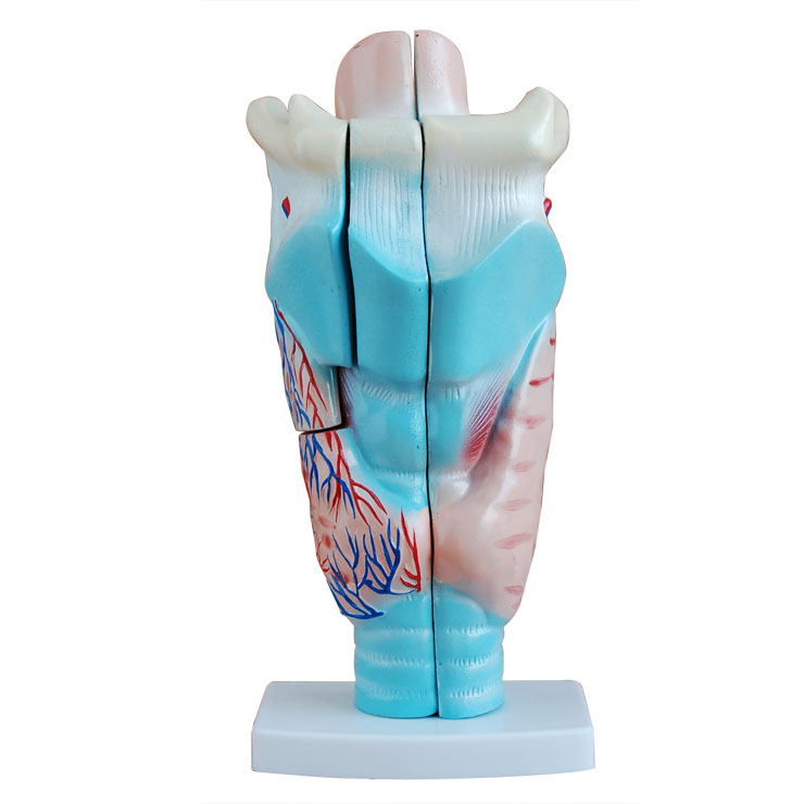 CY-XC301 喉头解剖模型
