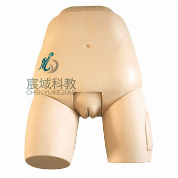 CY-F31 高级子宫底检查评定模型