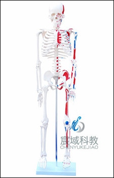 人体骨骼附肌肉着色模型85CM
