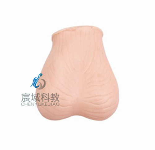 CY-L59 睾丸检查模型