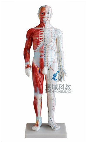 CY-XC518A   男性针灸模型 60CM(带肌肉解剖)