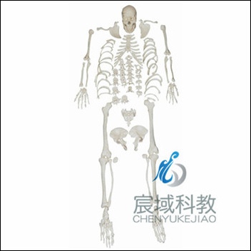 CY-XC130 人体全身散骨模型(自然大)