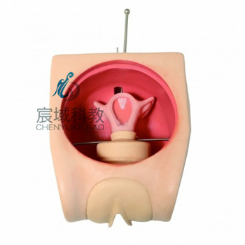 CY-FT33B 高级计划生育教学模型