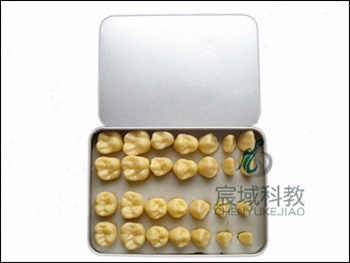 CY-KQ038 单色无根恒牙模型(放大2倍)