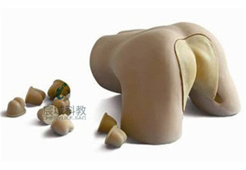 CY-L63 前列腺检查模型