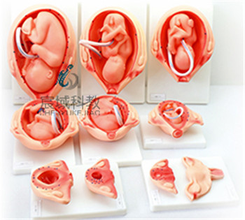 妊娠胎儿形成过程模型