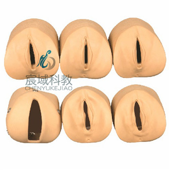 CY-F20G 产前宫颈变化与产道关系模型