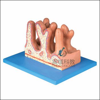 CY-A12005 空肠内面放大模型