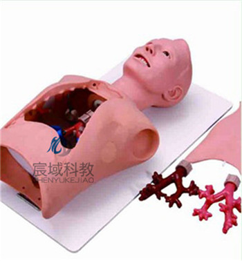 CY-LV48 支气管内窥镜训练模型