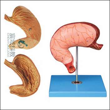 CY-A12002 胃及剖面模型