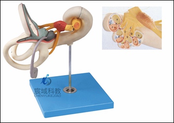 CY-A17205 内耳迷路放大模型