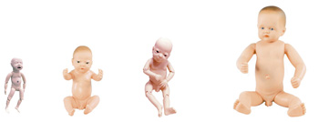 CY-FT5 高级婴儿模型