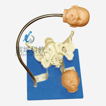 CY-F23 带有胎儿头的骨盆模型