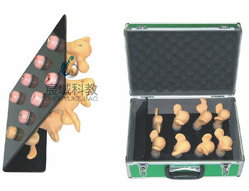 CY-ZG 高级子宫宫颈病变模型（8件）