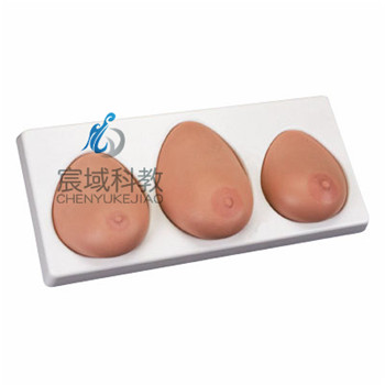 高级乳房检查模型（一套三部件）