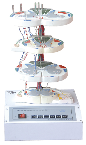 脊髓的内部结构和上、下行纤维电动模型