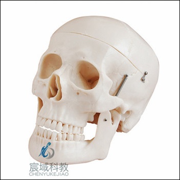 CY-XC104 自然大头颅骨模型