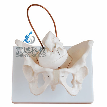 CY-11128-1 女性盆骨带胎儿头颅骨模型