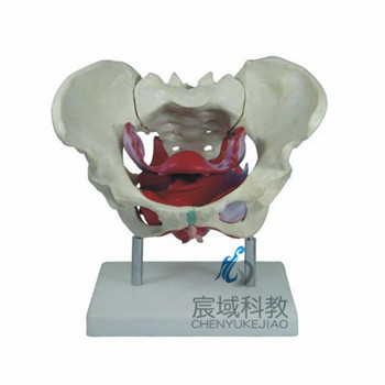 CY-XC125 女性骨盆及盆底肌肉模型