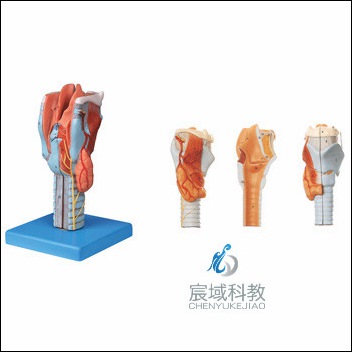 CY-A13004 喉模型