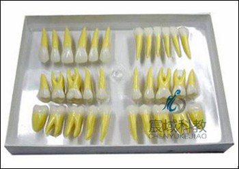 复色恒牙模型(放大2.5倍)