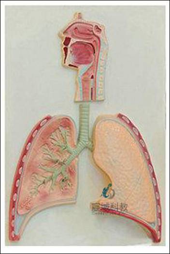 呼吸系统概观模型