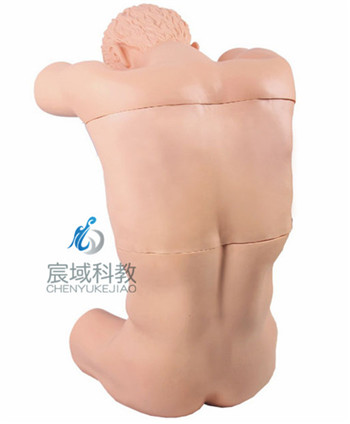 CY-CK812 胸腔（背部）穿刺训练模型