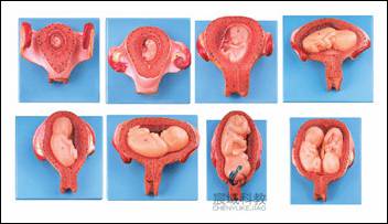CY-A42005 胎儿(胚胎)妊娠发育过程模型
