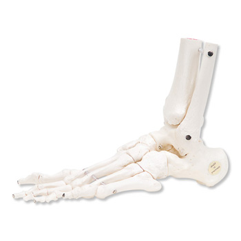 足骨骼(带有可灵活活动的胫骨和腓骨)左