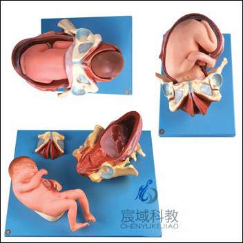CY-A42007 足月胎儿分娩过程模型