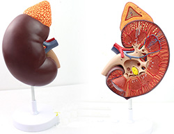 肾带肾上腺放大模型