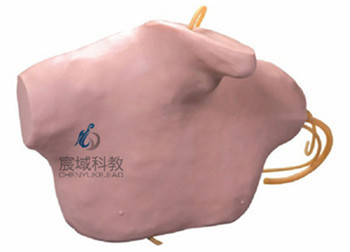 CY-L69B 中心静脉穿刺插管模型