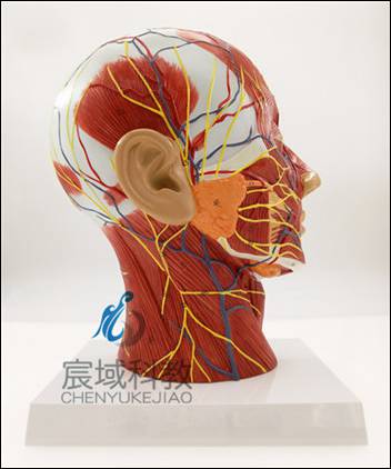 头部浅表神经血管肌肉模型