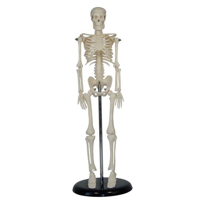 CY-XC103 人体骨骼模型42CM