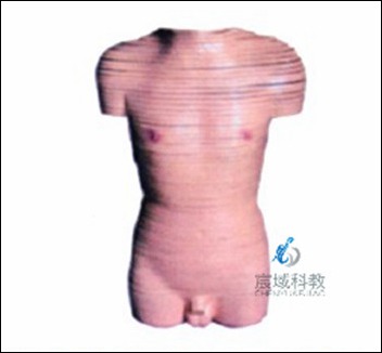 CY-A30002 男性躯干断层解剖横切面模型