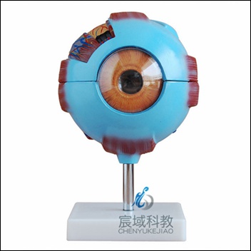CY-XC316 眼球放大模型