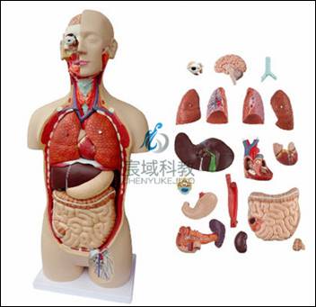 18部件85CM无性躯干人体身体器官结构组织解剖模型