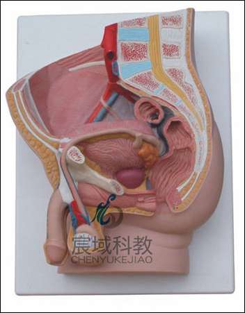 男性矢状解剖模型(2件)