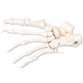 进口足骨骼(用尼龙绳松动连接)左-德国3B-A30/2L