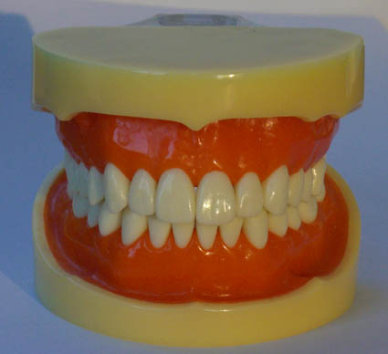 CY-KQ060 标准牙颌模型B