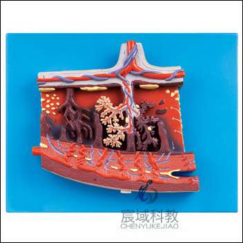CY-A42010/2 胎盘组织放大模型
